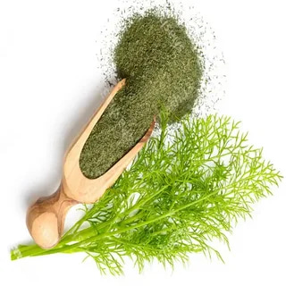 تصویر 4 از شوید خشک اعلا تهیه شده از بهترین سبزی تازه
